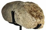 Hadrosaur (Edmontosaurus) Phalanx with Metal Stand - Montana #352285-3